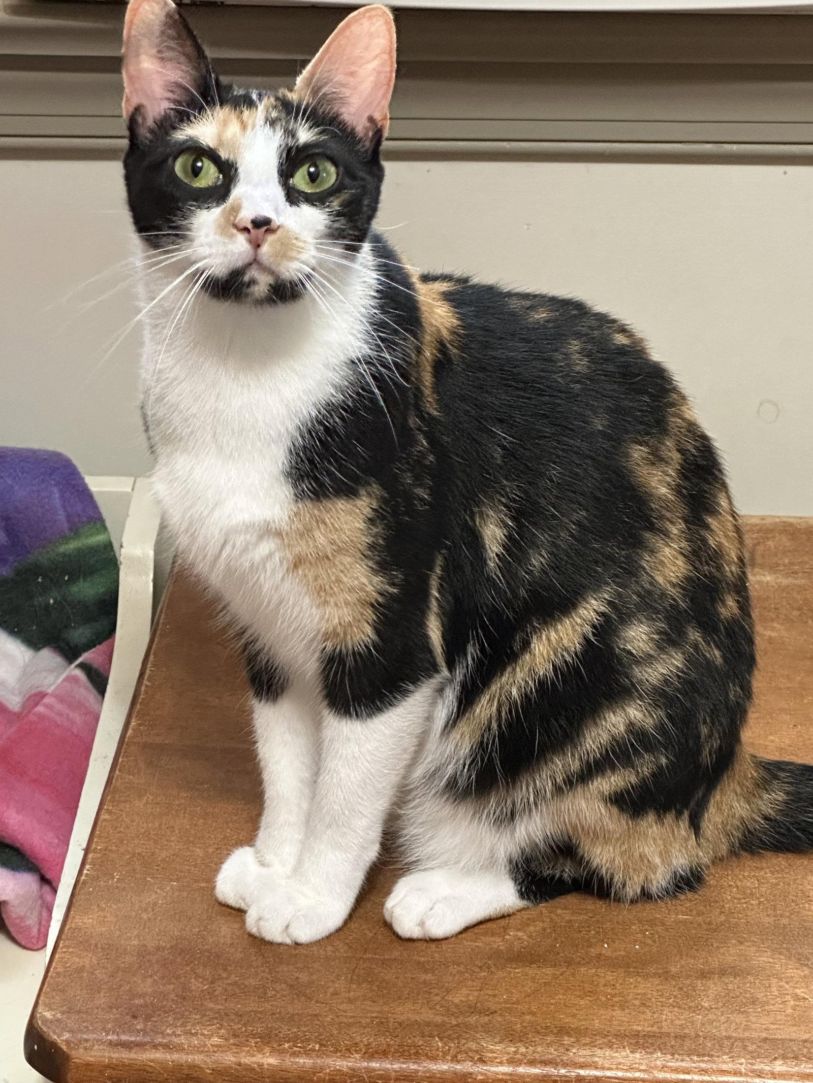 Kix, a Adoptable Domestic Short Hair in Newtown Square, PA image 2/3