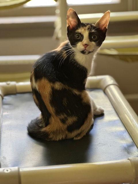 Kix, a Adoptable Domestic Short Hair image 2/3