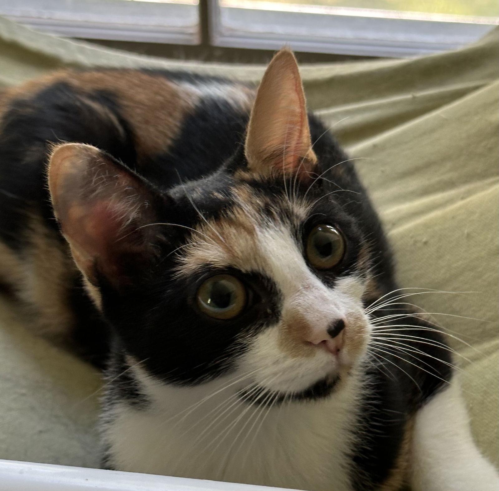 Enlarge Kix, a Adoptable Domestic Short Hair in Newtown Square, PA image 3/3