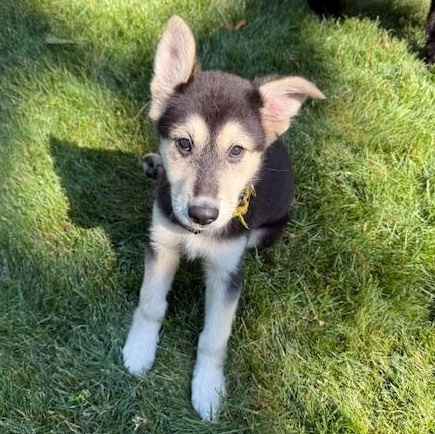 Enlarge Treble Musical - local pup, an adopted mixed breed in Andover, MA image 2/6