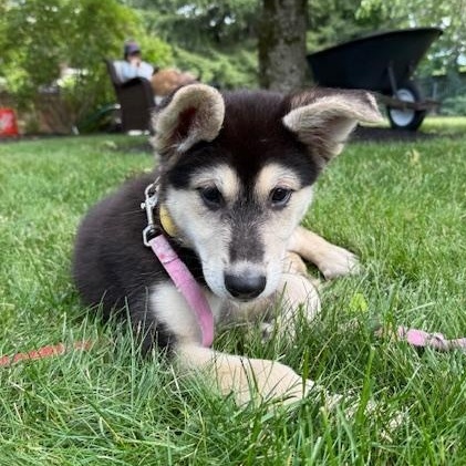 Enlarge Treble Musical - local pup, an adopted mixed breed in Andover, MA image 3/6