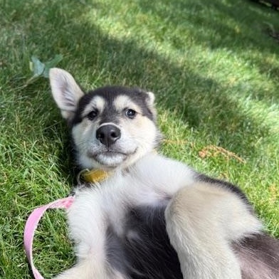 Enlarge Treble Musical - local pup, an adopted mixed breed in Andover, MA image 4/6