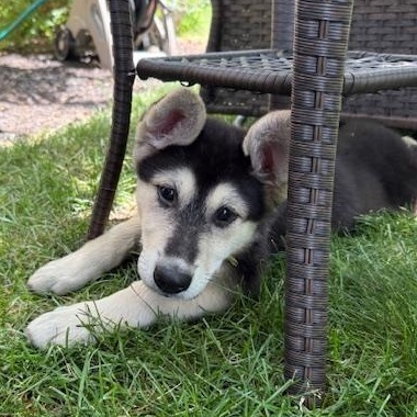 Enlarge Treble Musical - local pup, an adopted mixed breed in Andover, MA image 1/6