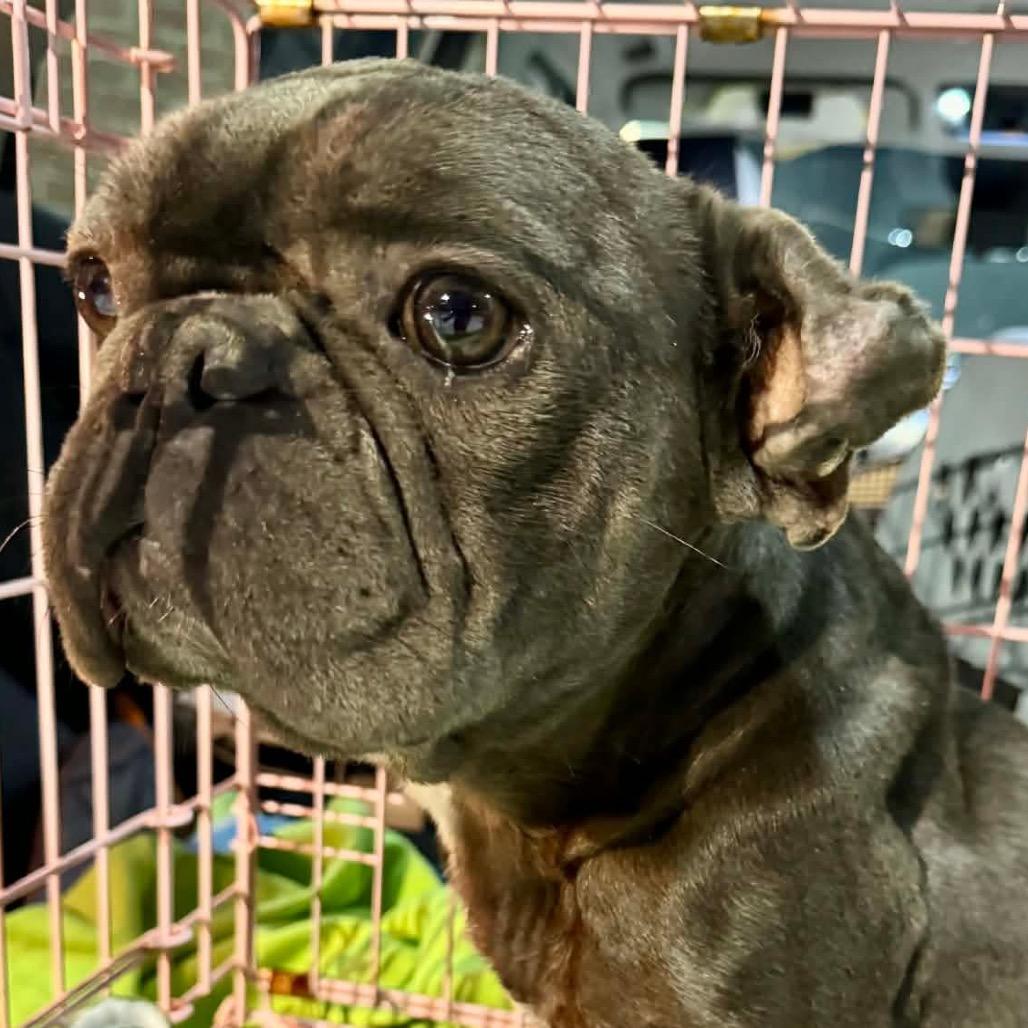 Serena, Adoptable, Adult Female French Bulldog.