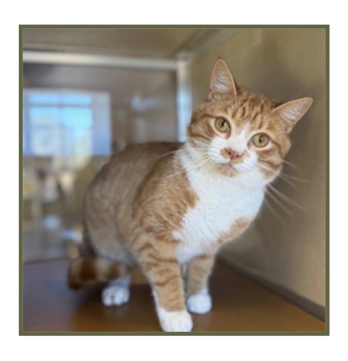 Enlarge Marine, an adopted Domestic Short Hair in Ridgefield, CT image 4/4