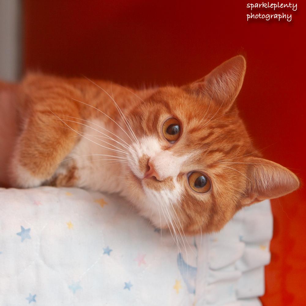 Enlarge Marine, an adopted Domestic Short Hair in Ridgefield, CT image 1/4