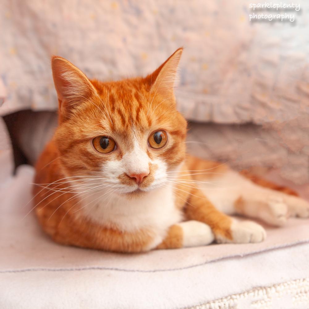 Enlarge Marine, an adopted Domestic Short Hair in Ridgefield, CT image 3/4