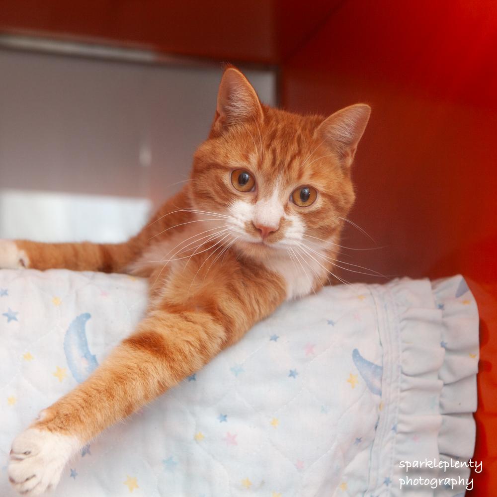 Enlarge Marine, an adopted Domestic Short Hair in Ridgefield, CT image 2/4