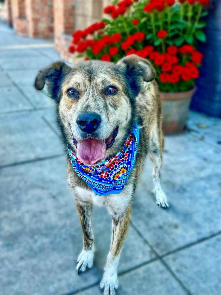 Enlarge Cash, a Adoptable mixed breed in Seagoville, TX image 1/4