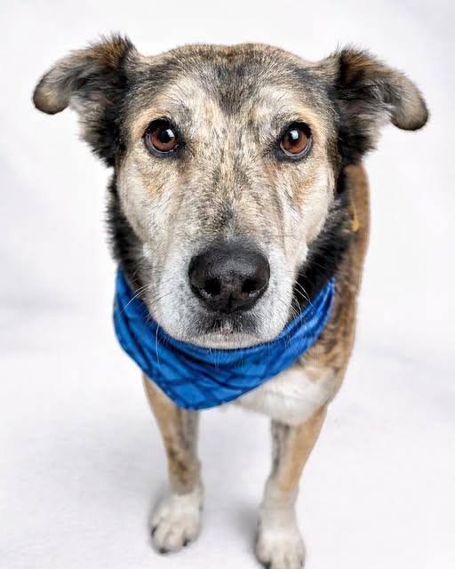 Enlarge Cash, a Adoptable mixed breed in Seagoville, TX image 2/4