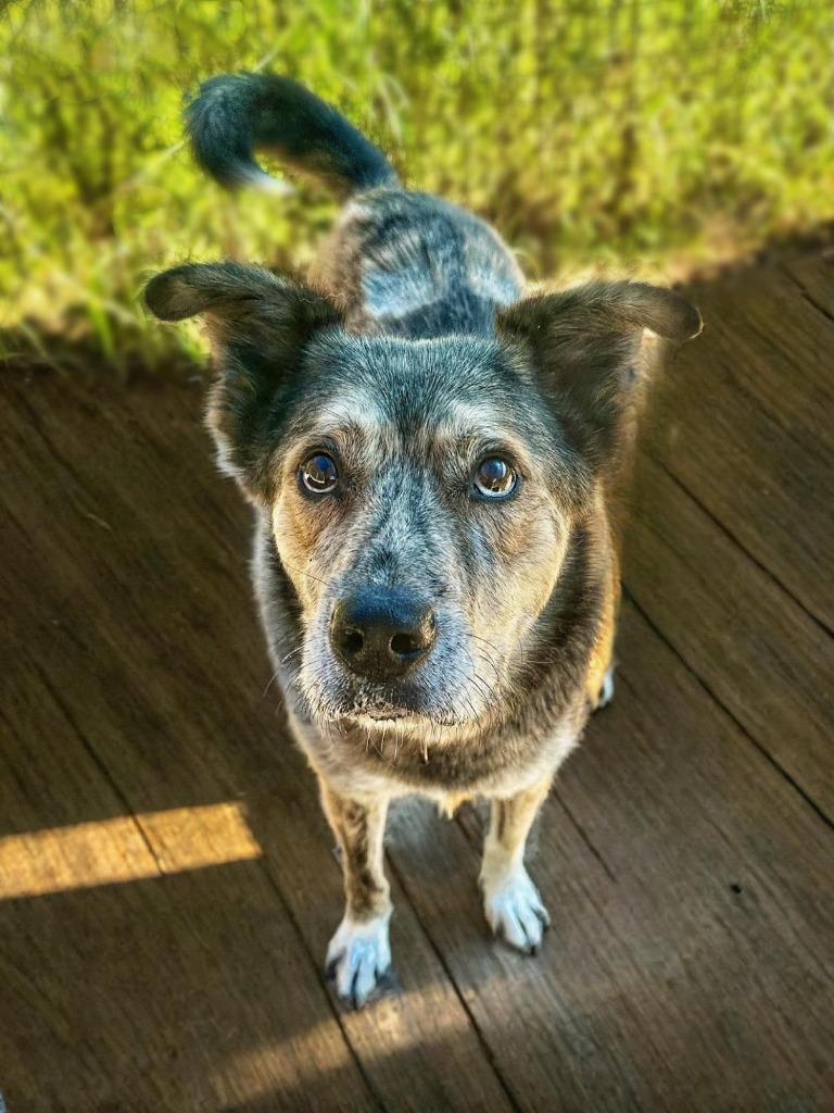 Enlarge Cash, a Adoptable mixed breed in Seagoville, TX image 3/4