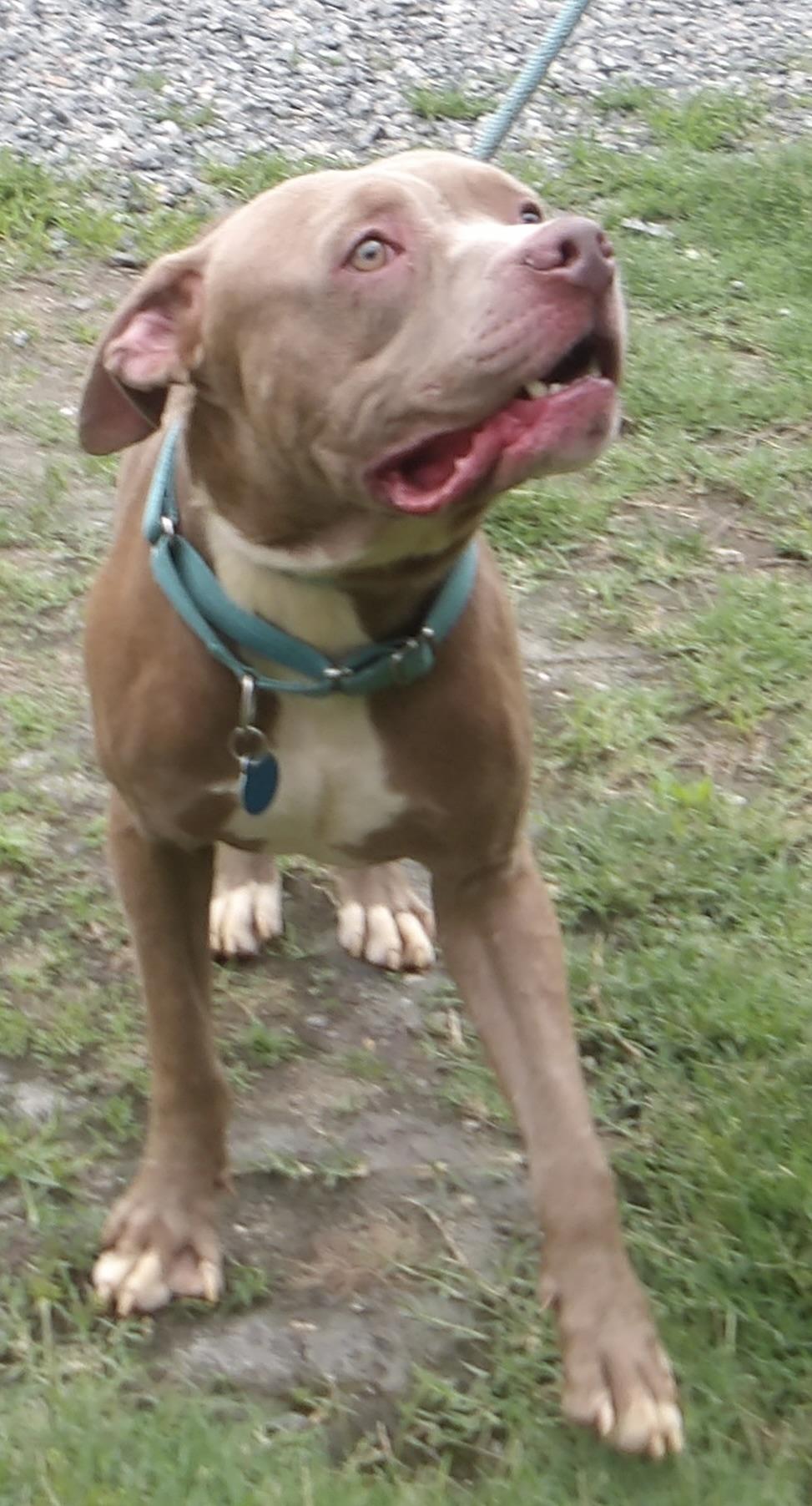 Enlarge September, a ADOPTABLE Pit Bull Terrier in Gloucester, VA image 5/6