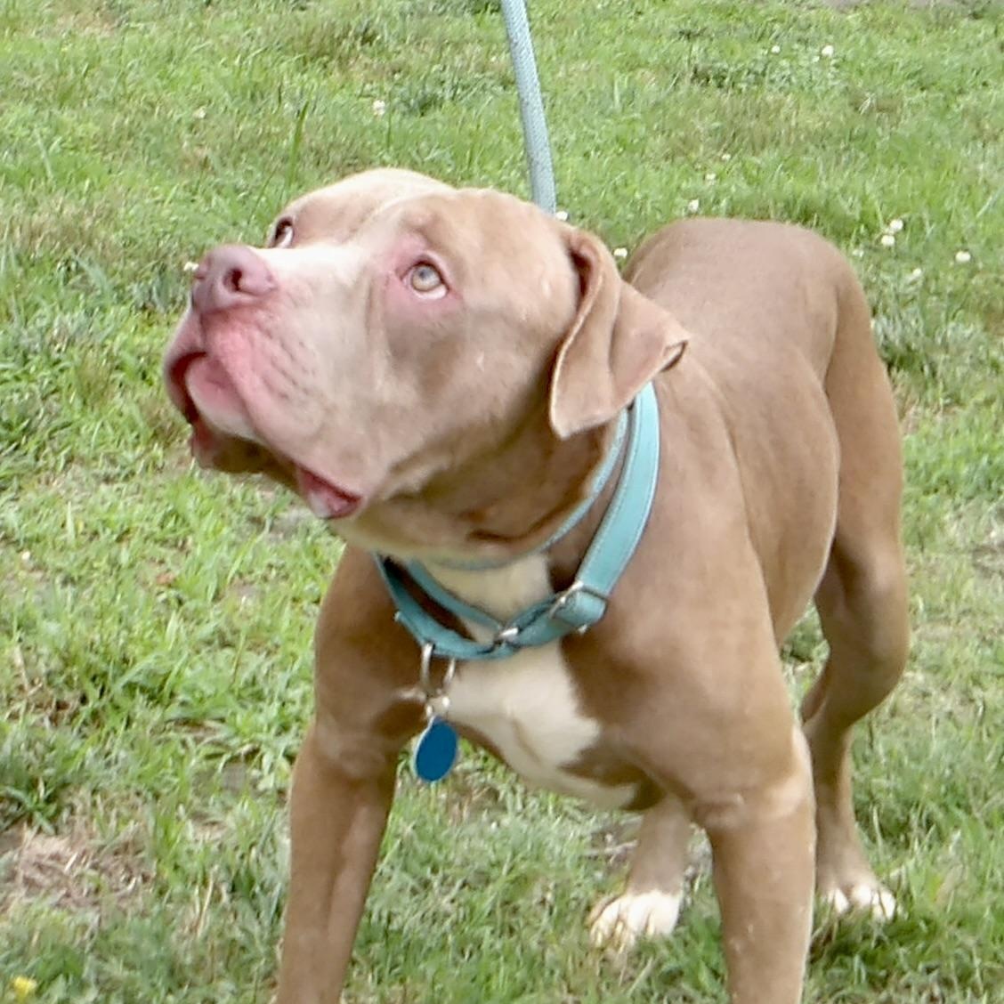 September, ADOPTABLE, Young Male Pit Bull Terrier.
