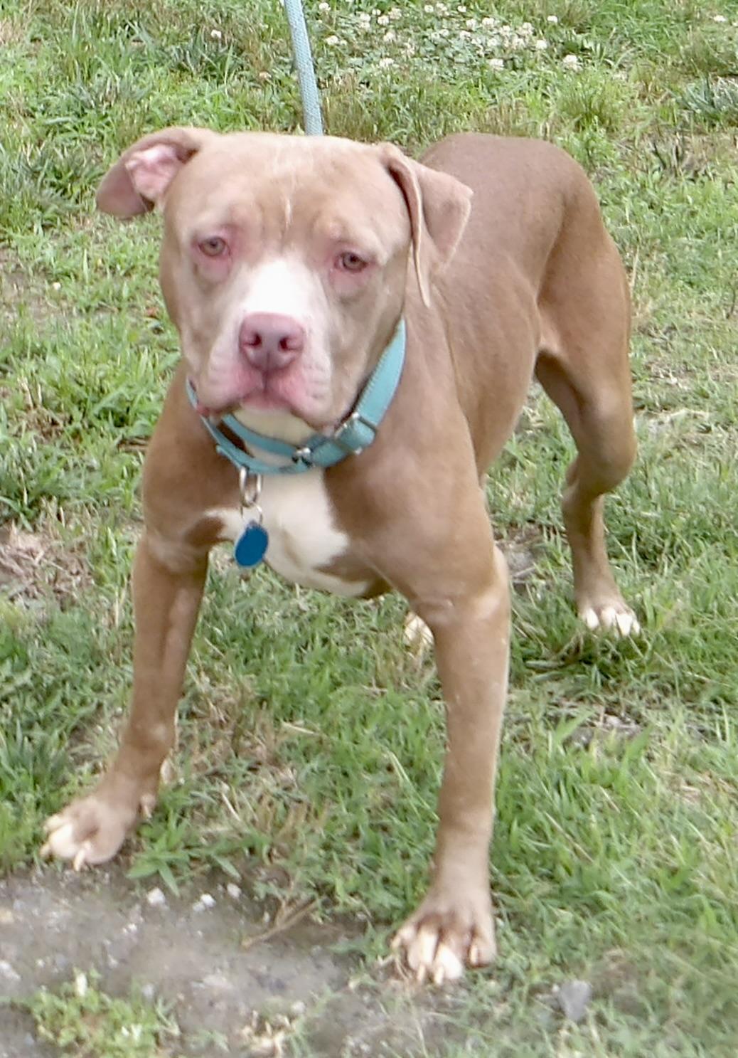 Enlarge September, a ADOPTABLE Pit Bull Terrier in Gloucester, VA image 4/6