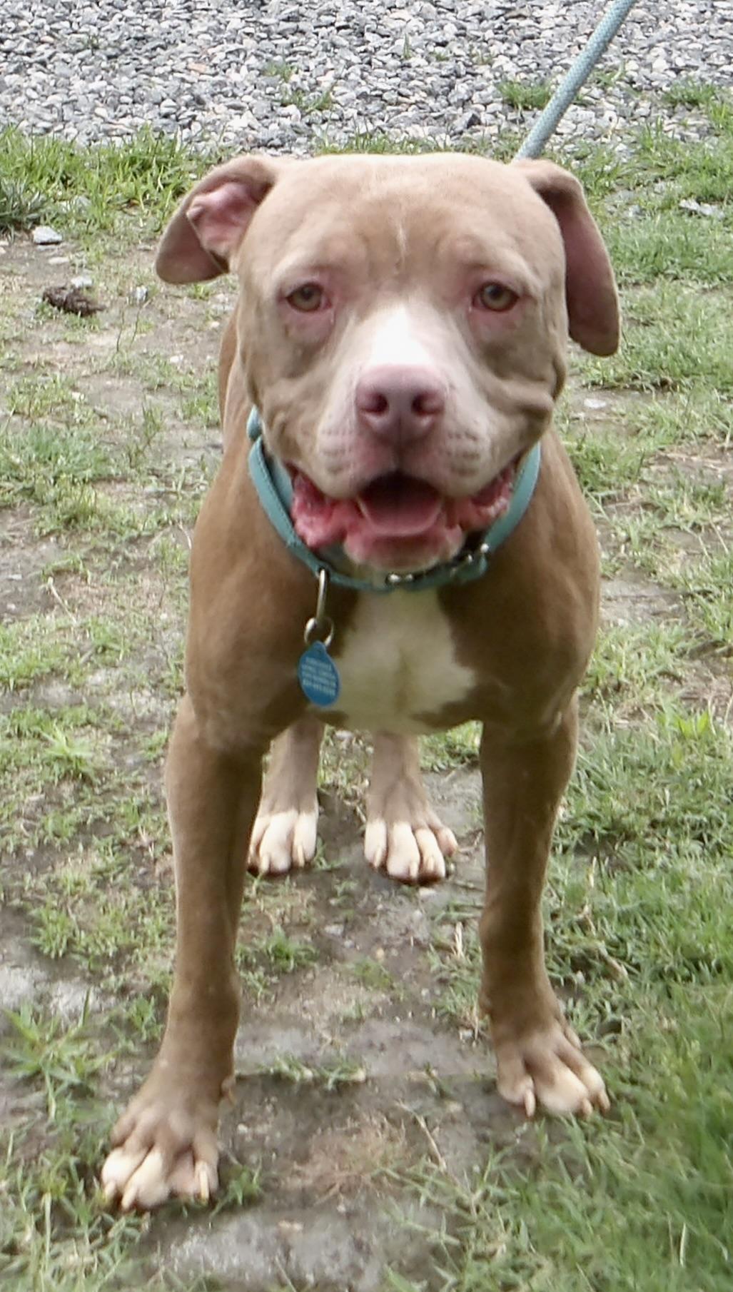 Enlarge September, a ADOPTABLE Pit Bull Terrier in Gloucester, VA image 3/6