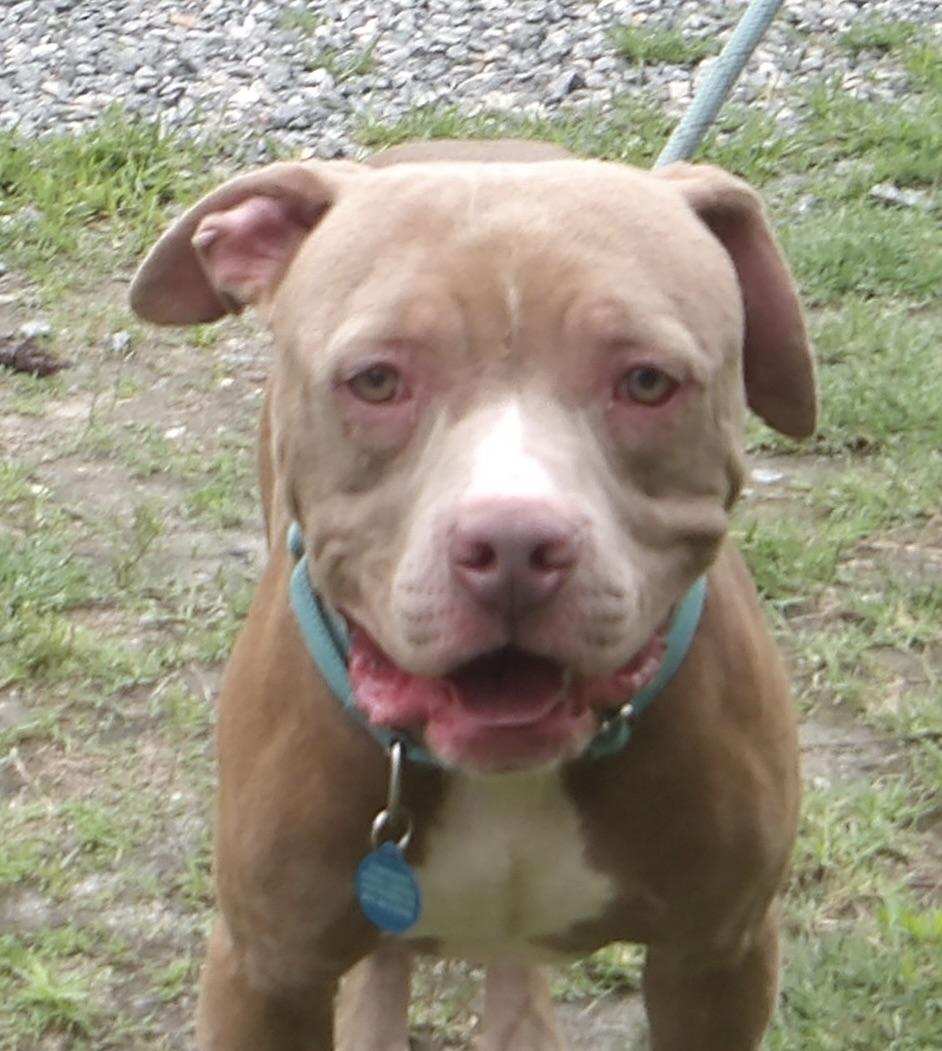 Enlarge September, a ADOPTABLE Pit Bull Terrier in Gloucester, VA image 2/6