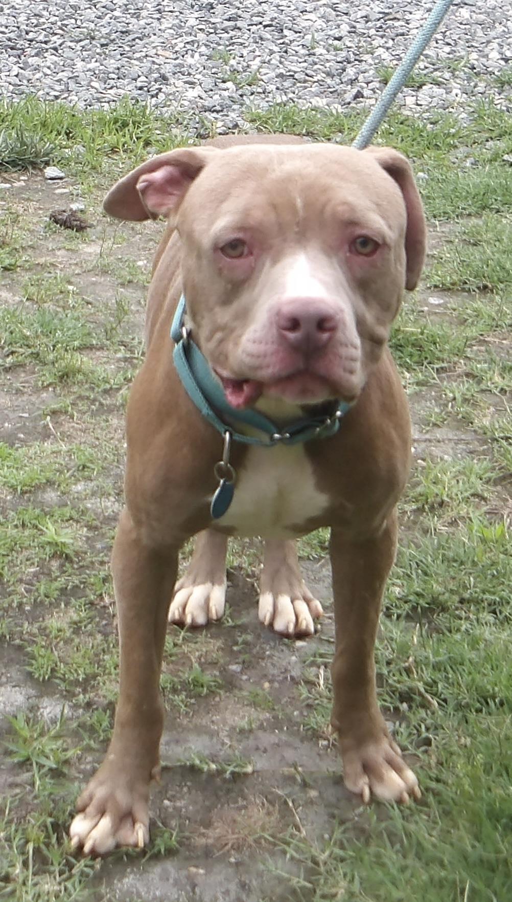 Enlarge September, a ADOPTABLE Pit Bull Terrier in Gloucester, VA image 6/6