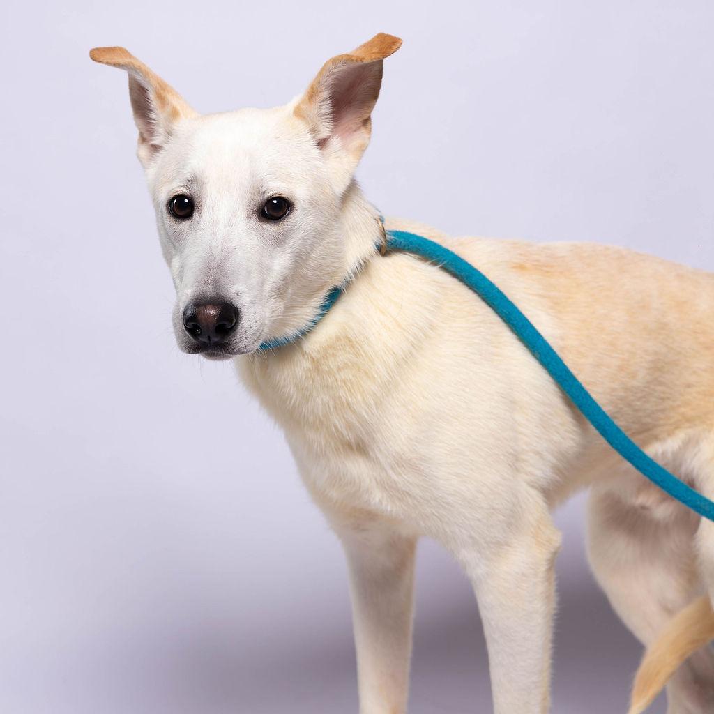 Enlarge Schmidty, a Adoptable Retriever in Edinburg, TX image 1/6