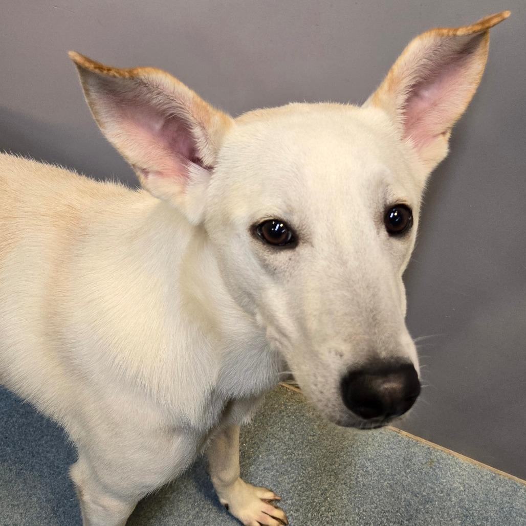 Enlarge Schmidty, a Adoptable Retriever in Edinburg, TX image 2/6
