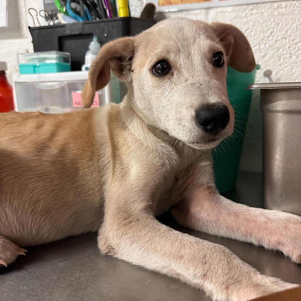 Enlarge Schmidty, a Adoptable Retriever in Edinburg, TX image 3/6