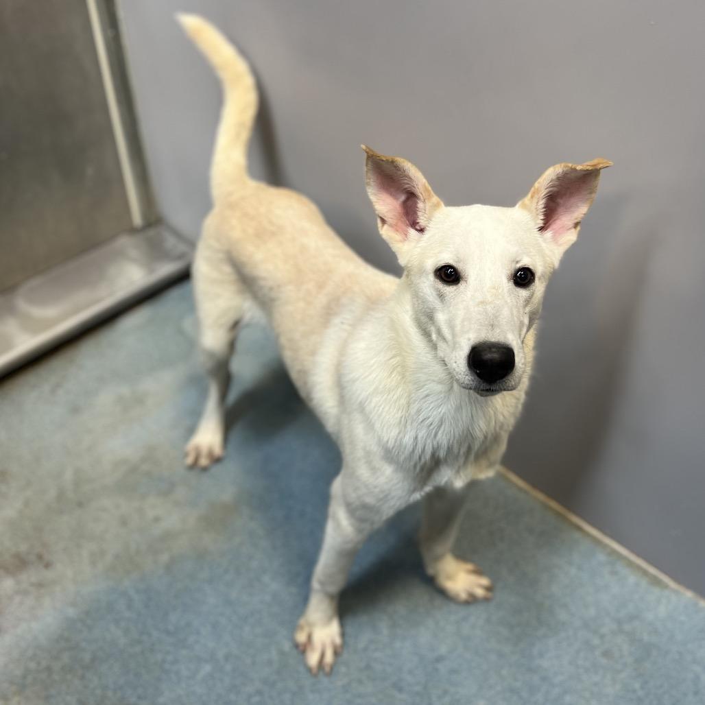 Enlarge Schmidty, a Adoptable Retriever in Edinburg, TX image 4/6