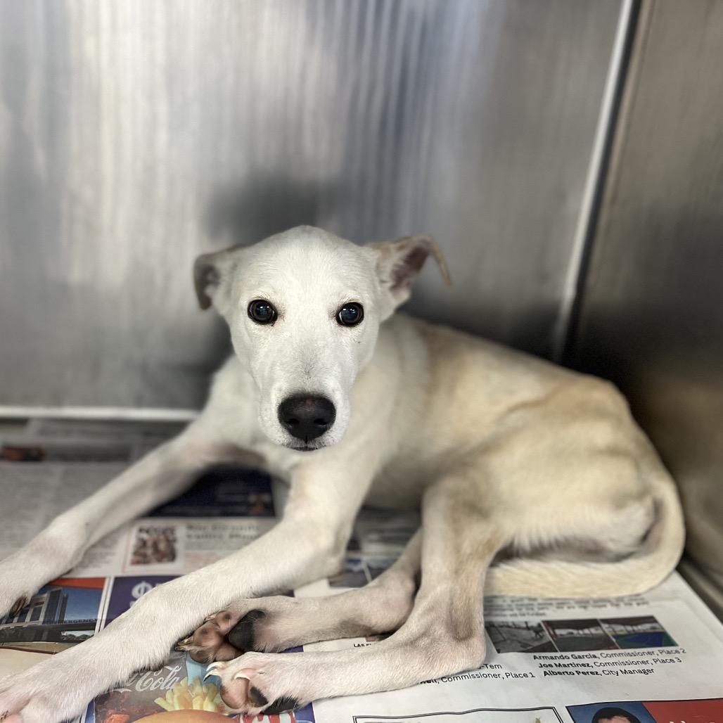 Enlarge Schmidty, a Adoptable Retriever in Edinburg, TX image 5/6