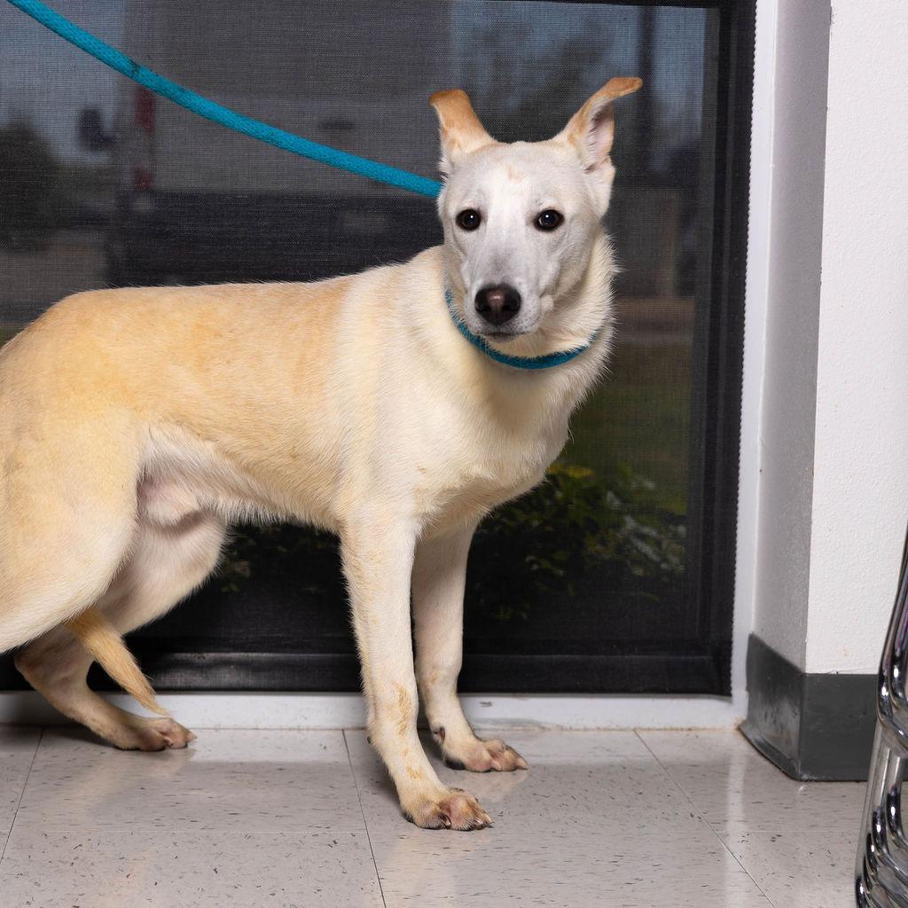 Enlarge Schmidty, a Adoptable Retriever in Edinburg, TX image 6/6