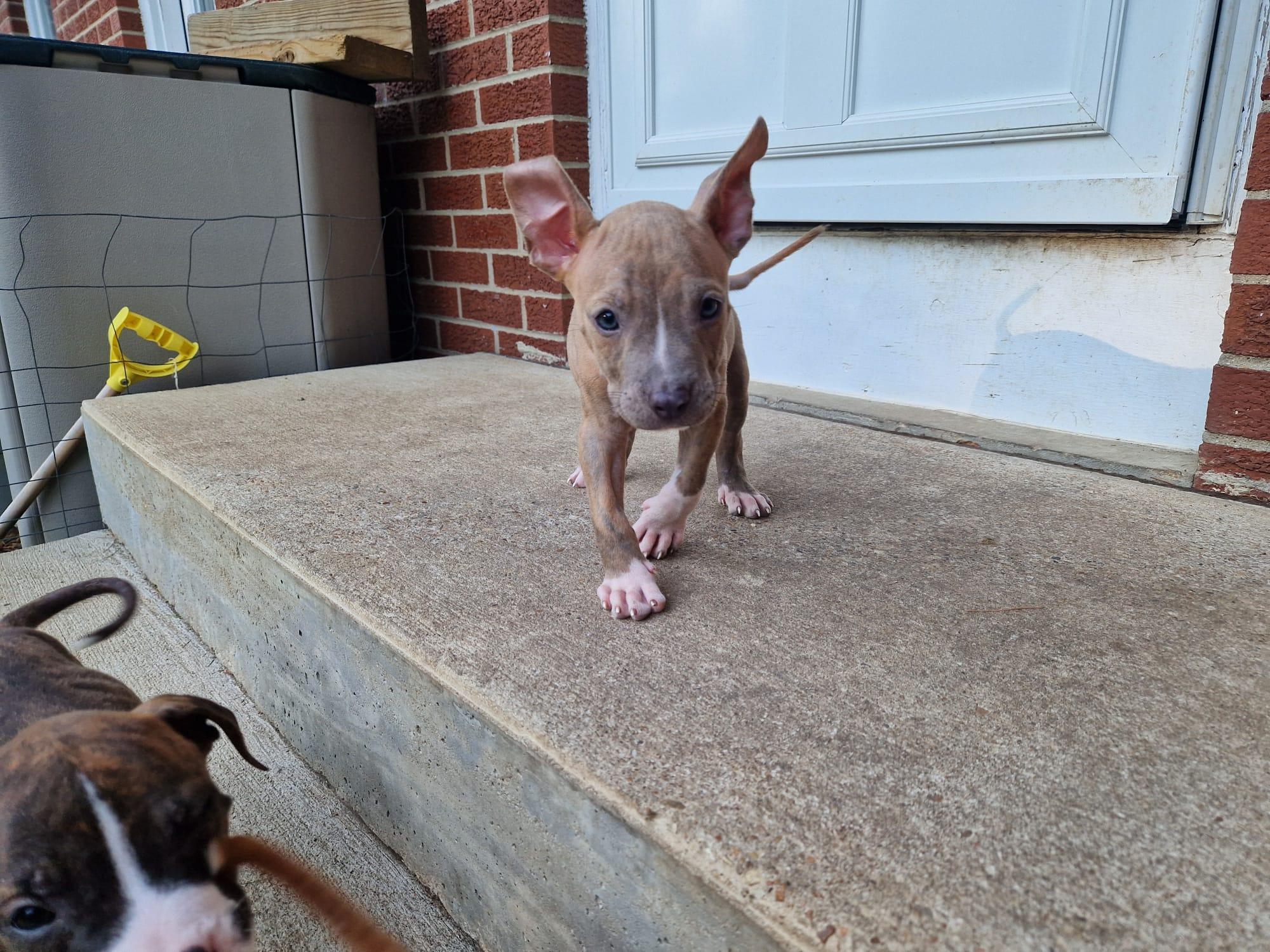 Enlarge Wells, a ADOPTABLE mixed breed in Aurora, IL image 3/4