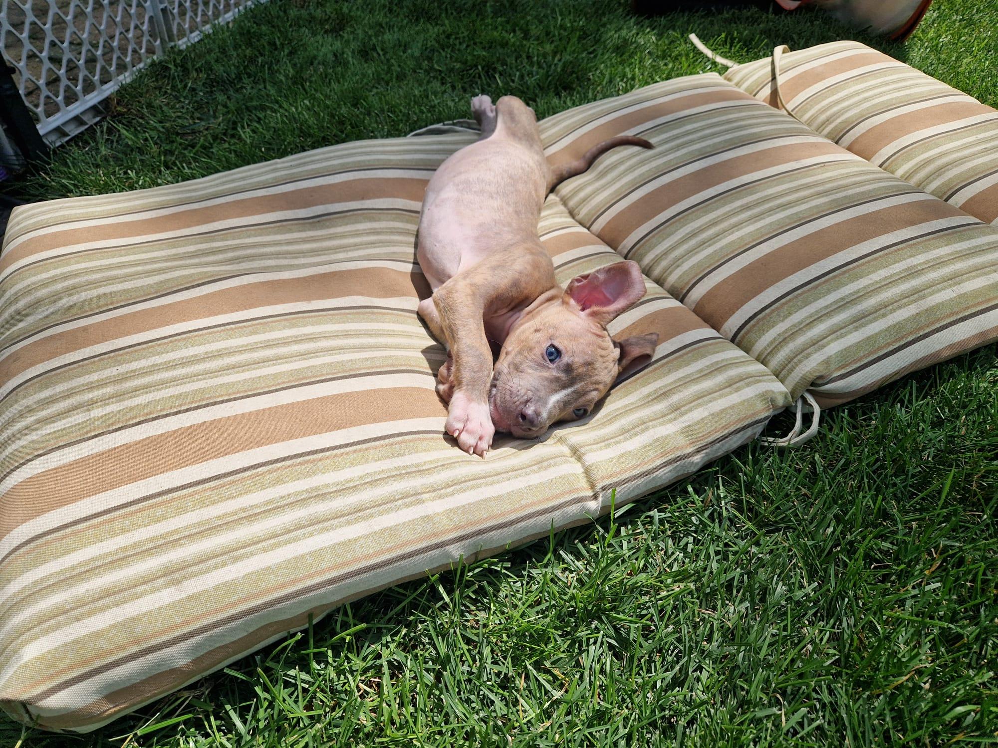Enlarge Wells, a ADOPTABLE mixed breed in Aurora, IL image 4/4