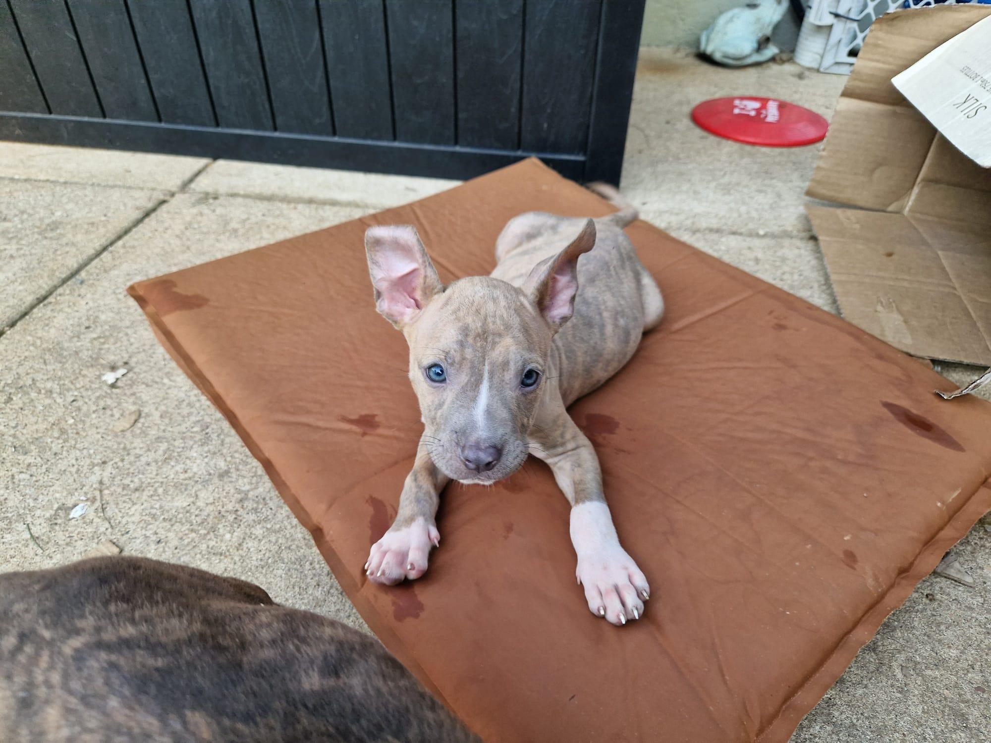 Wells, ADOPTABLE, Puppy Male Terrier.