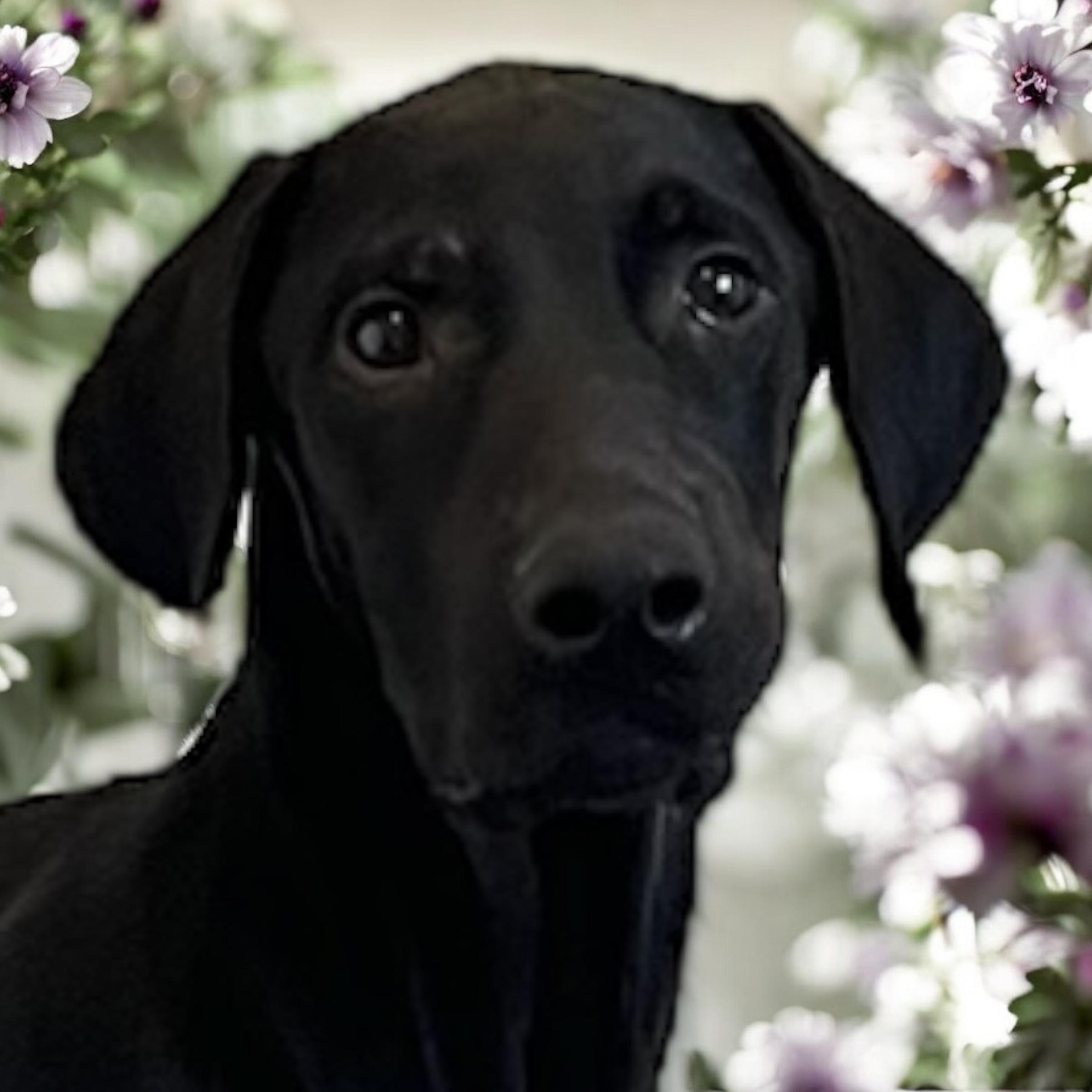 Bob, Adoptable, Young Male Black Labrador Retriever & Hound.