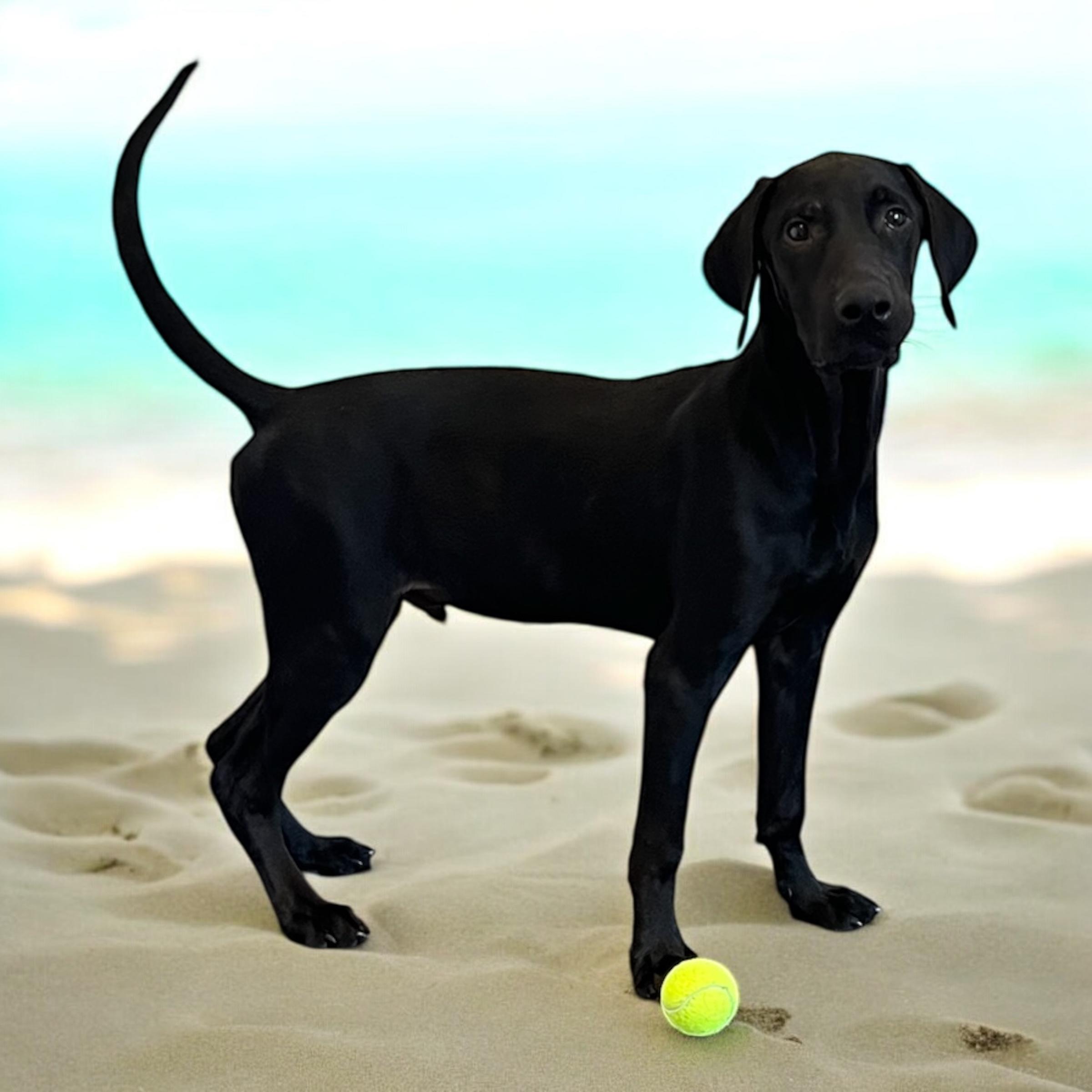 Bob, a Adoptable mixed breed in Horn Lake, MS image 2/6