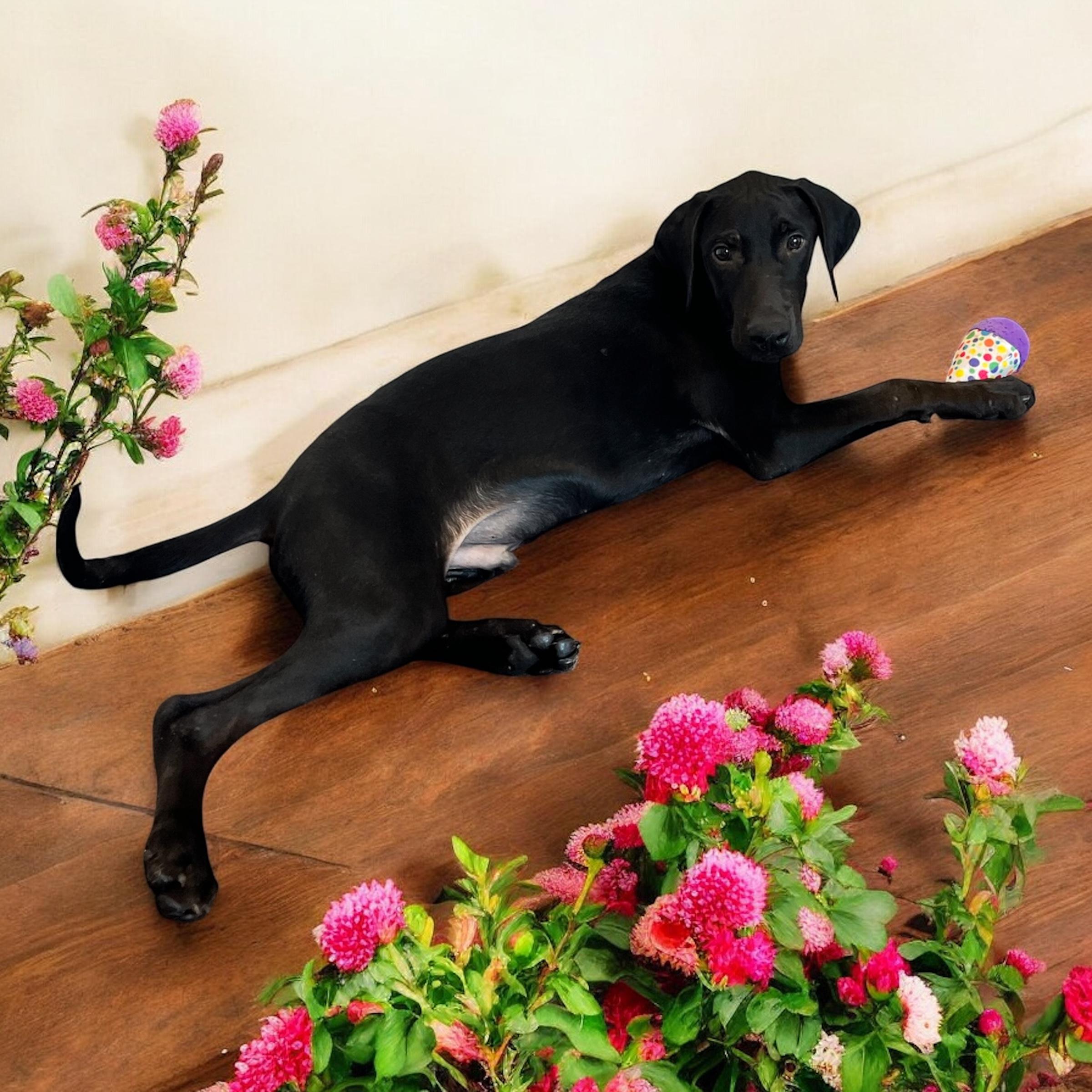 Bob, a Adoptable mixed breed in Horn Lake, MS image 3/6