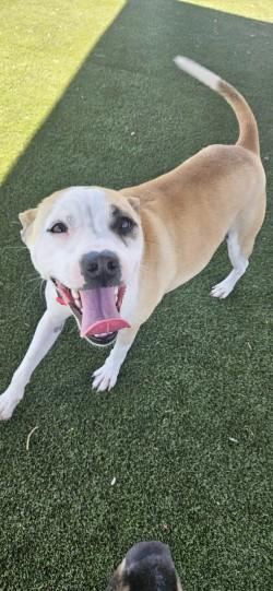 Mori, a Adoptable mixed breed in Edgewood, NM image 2/3
