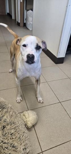 Mori, a Adoptable mixed breed in Edgewood, NM image 3/3
