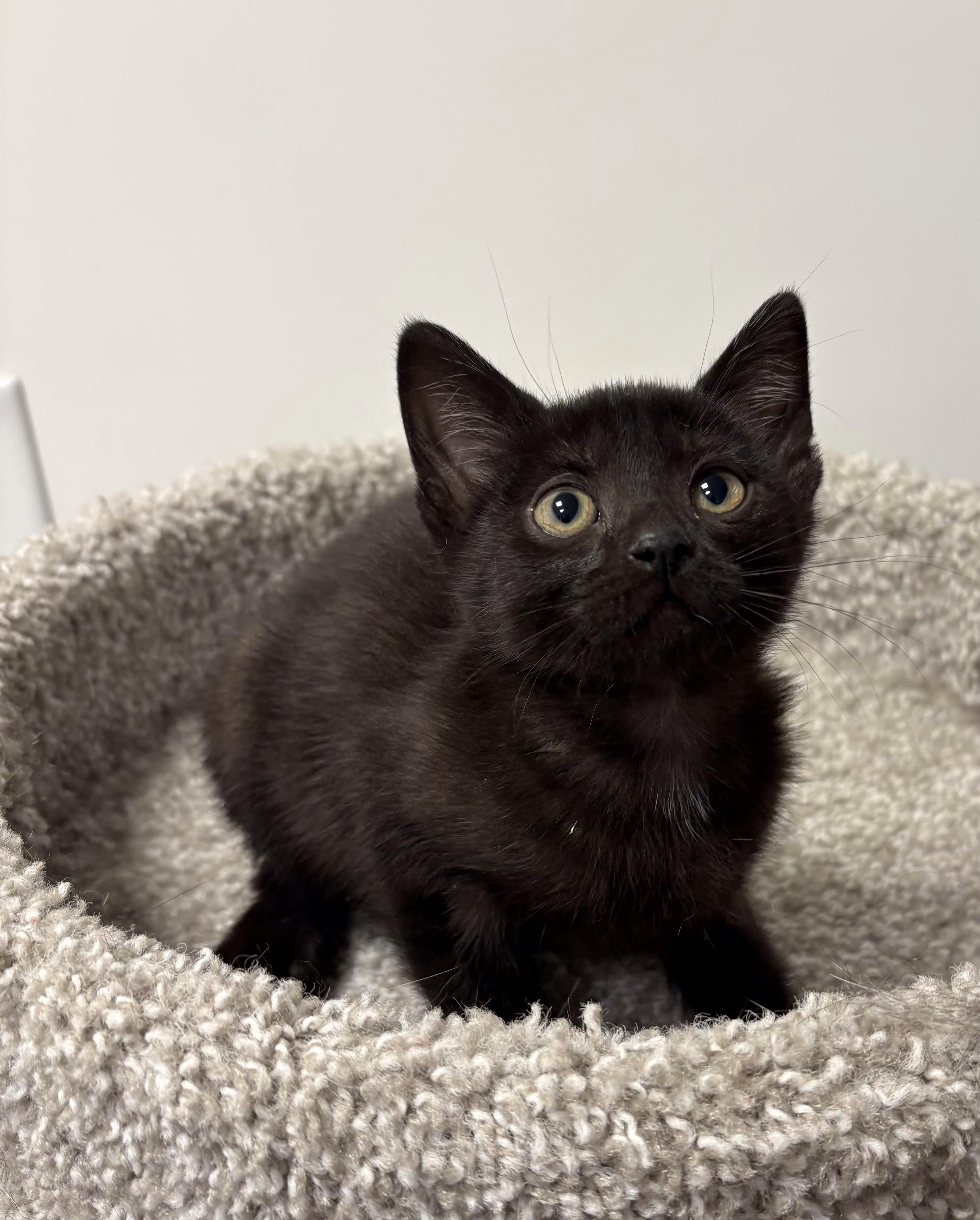 Crumpet, Adoptable, Kitten Female Domestic Short Hair.