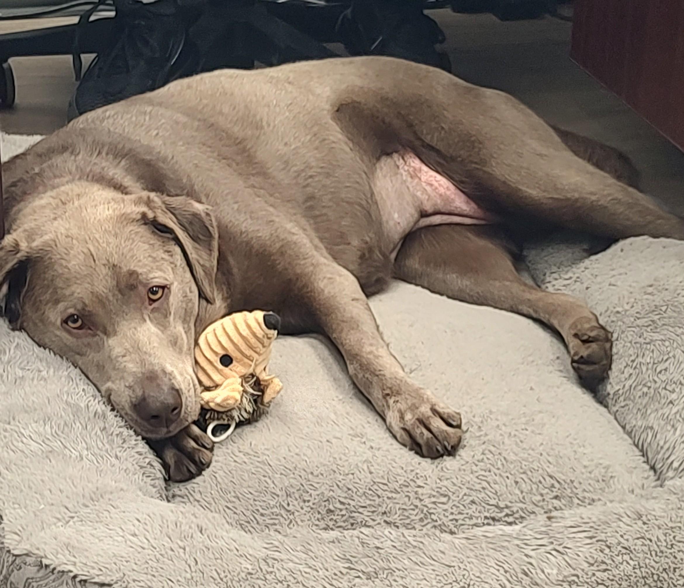 Astra, Adoptable, Adult Female Labrador Retriever.