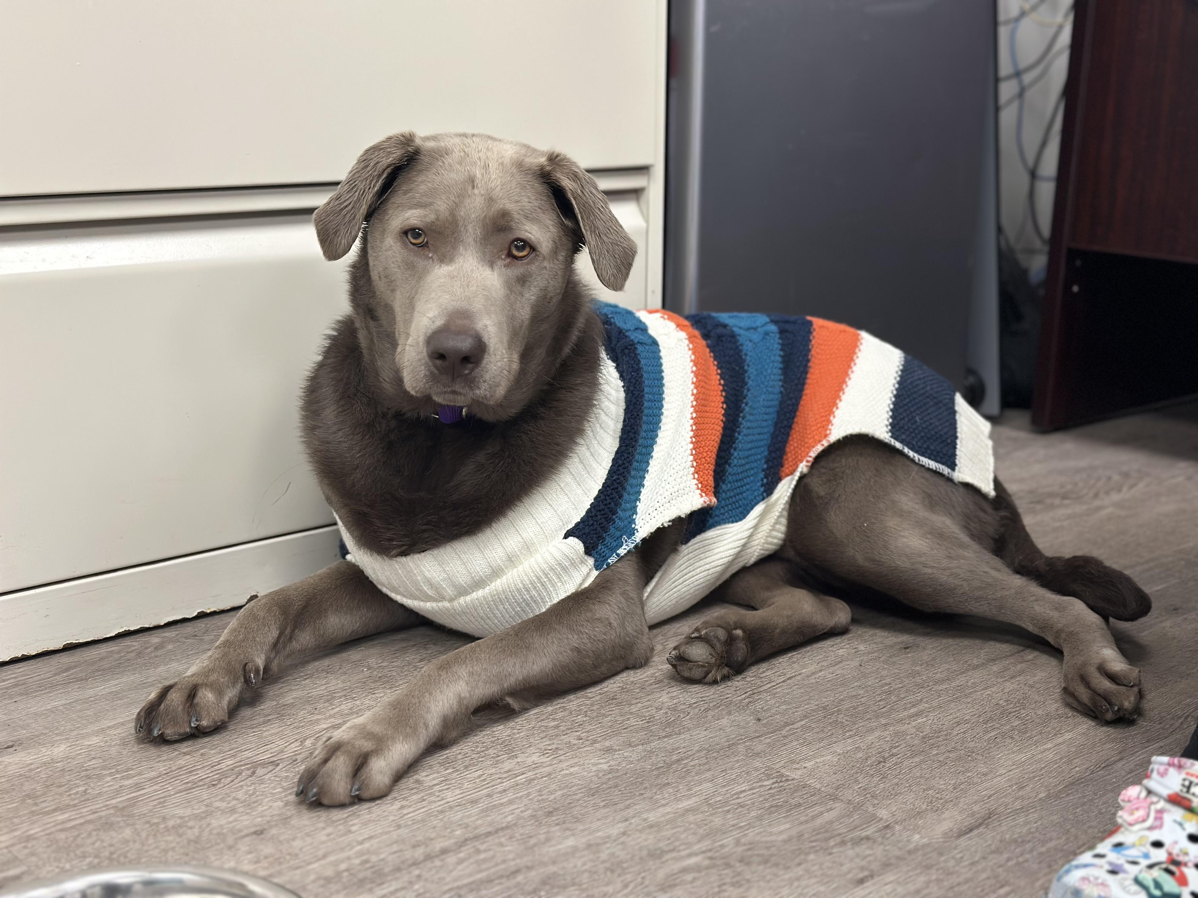 Enlarge Astra, a Adoptable Labrador Retriever in Newburgh, NY image 1/2