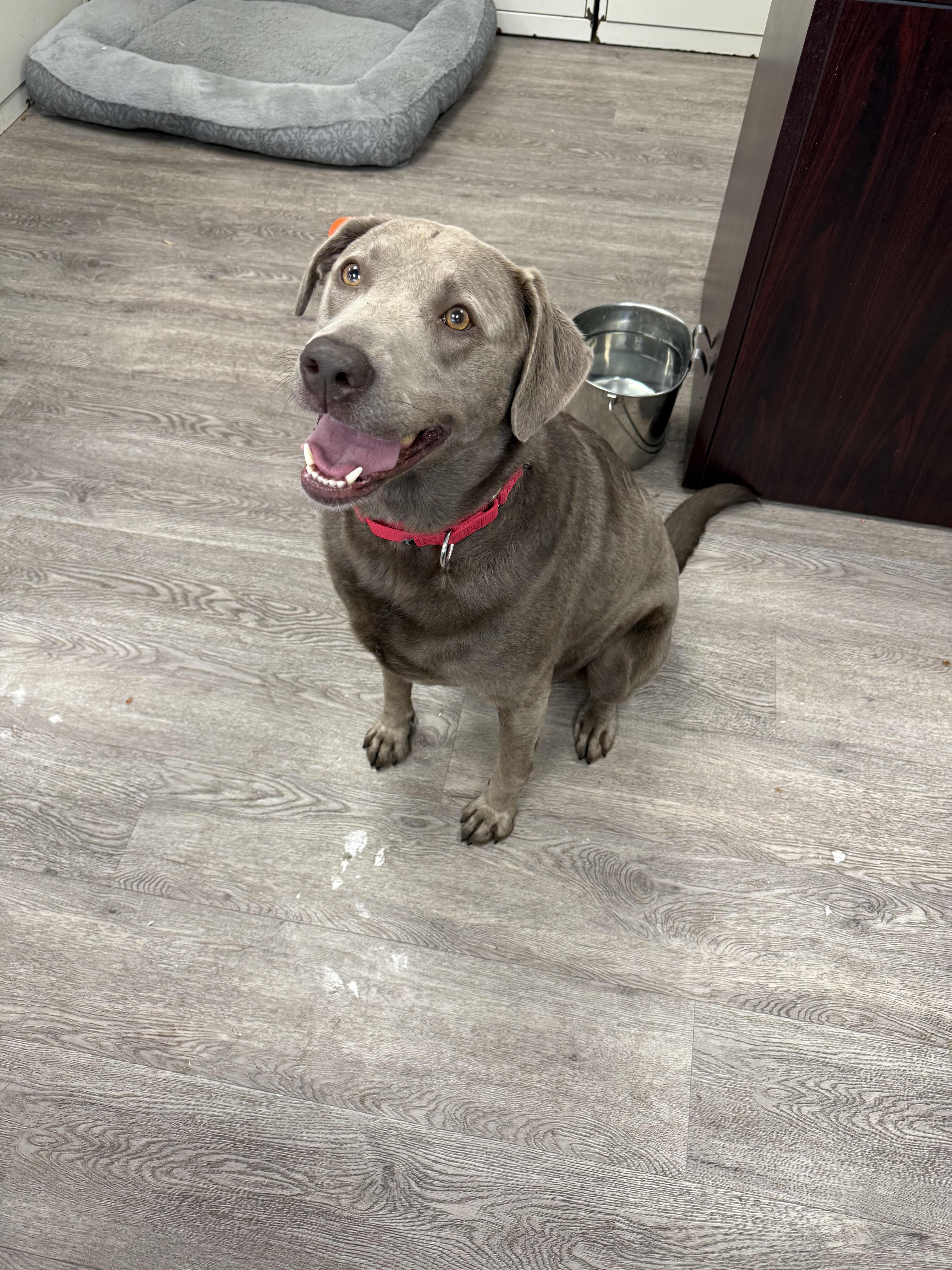 Enlarge Astra, a Adoptable Labrador Retriever in Newburgh, NY image 2/2