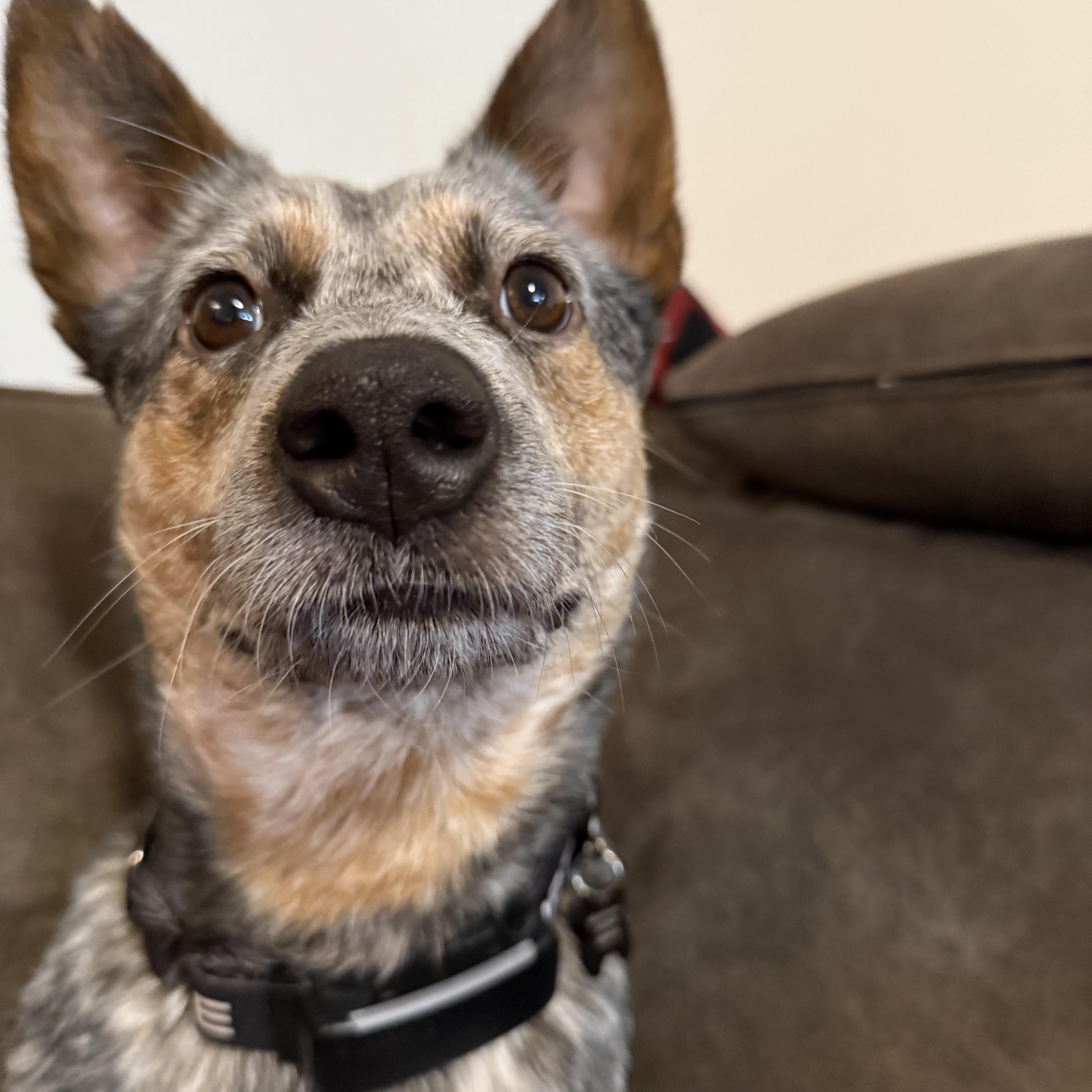 Enlarge Lucy (Monroe, OR), a Adoptable mixed breed in Corvallis, OR image 5/6