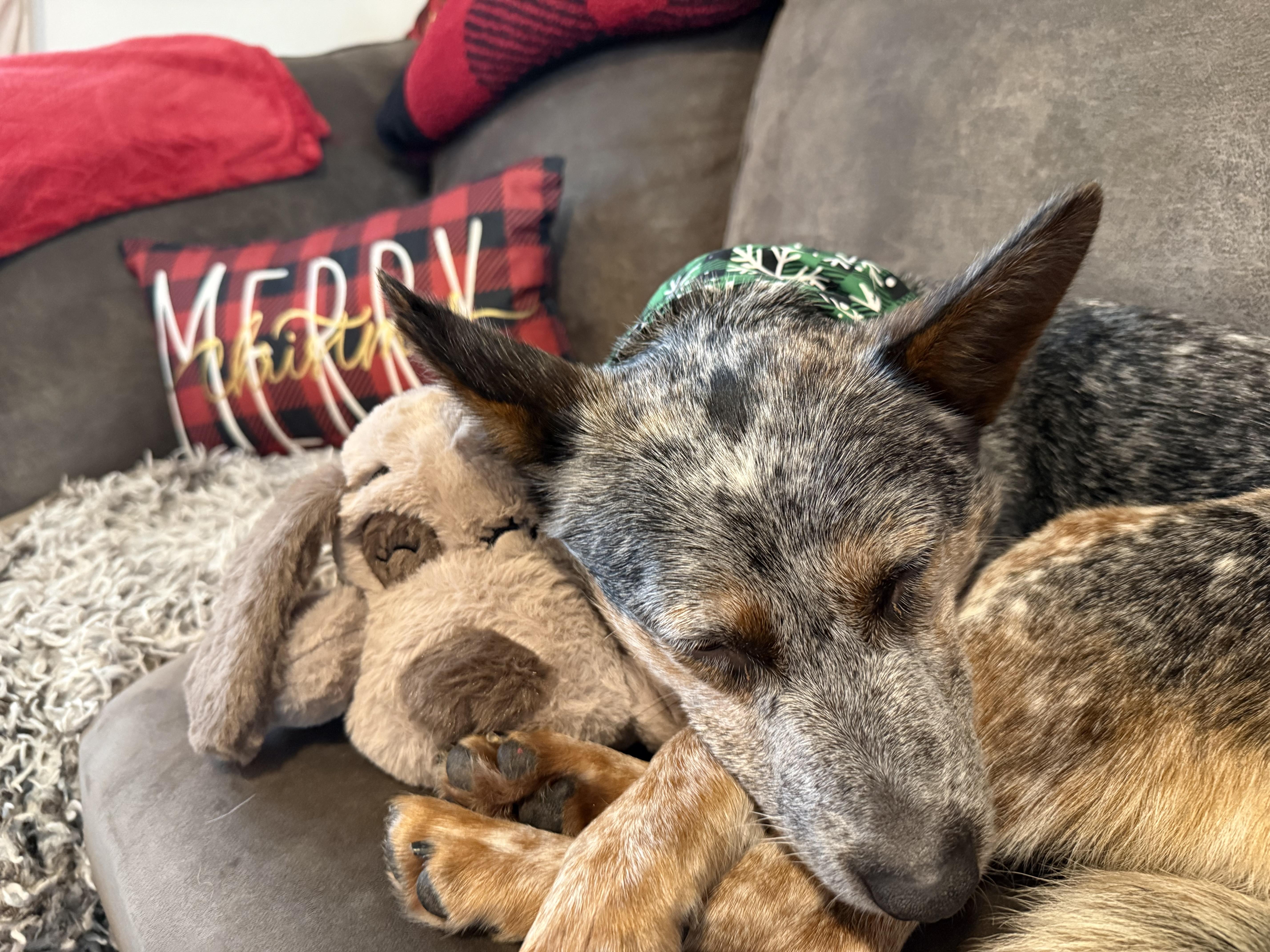 Enlarge Lucy (Monroe, OR), a Adoptable mixed breed in Corvallis, OR image 6/6