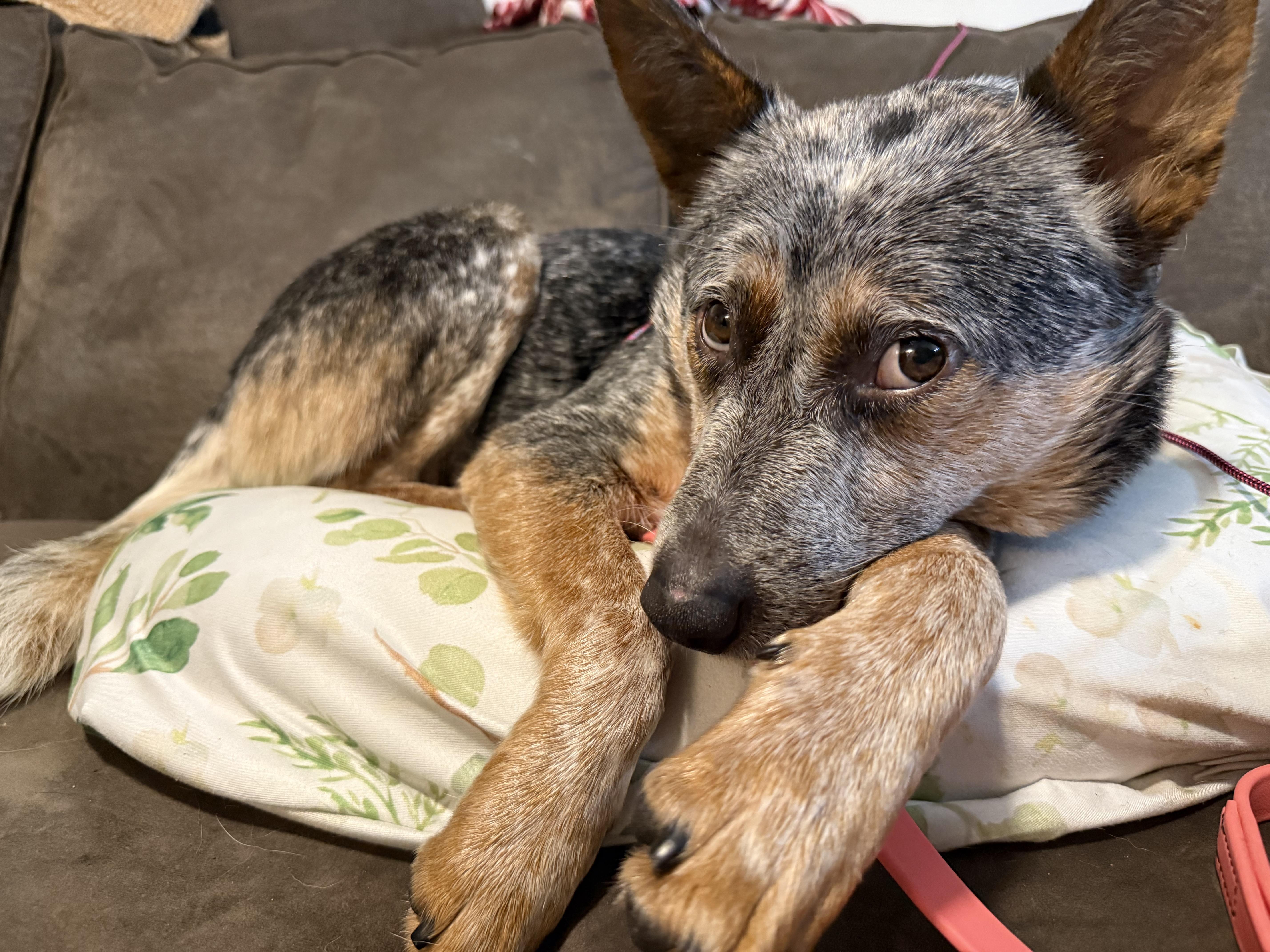 Enlarge Lucy (Monroe, OR), a Adoptable mixed breed in Corvallis, OR image 4/6