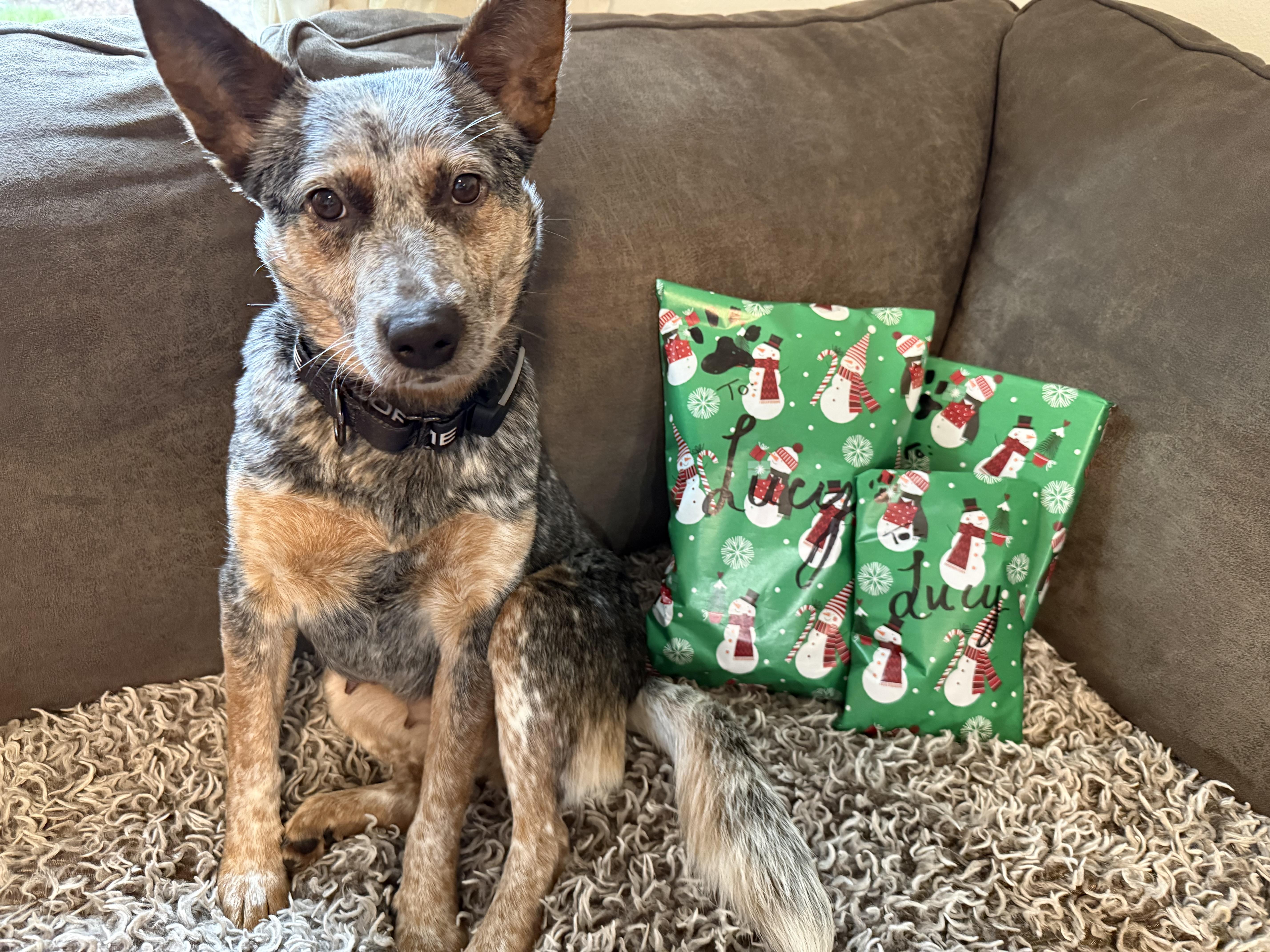 Enlarge Lucy (Monroe, OR), a Adoptable mixed breed in Corvallis, OR image 2/6