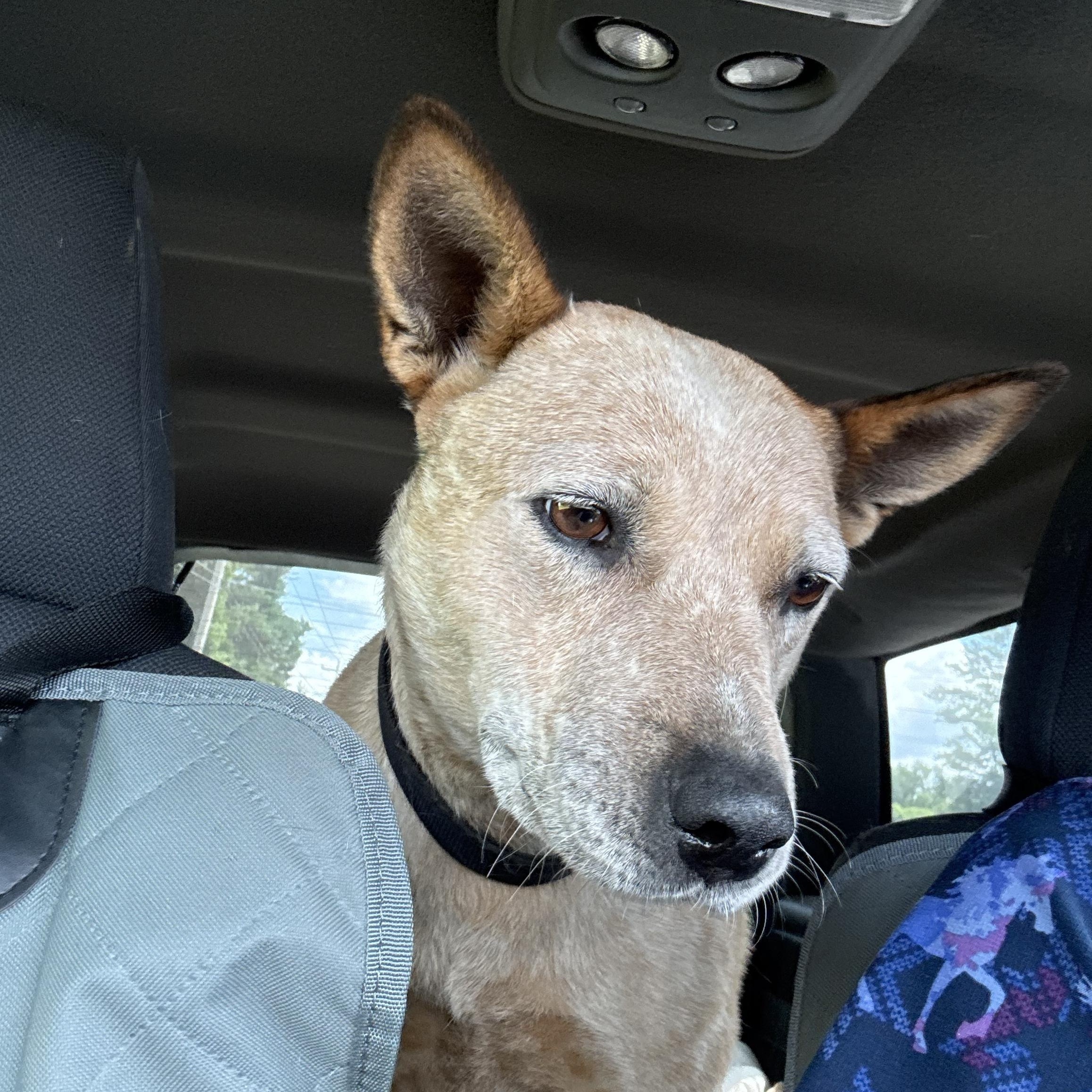Jelly Roll, Adopted, Adult Female Australian Cattle Dog / Blue Heeler.