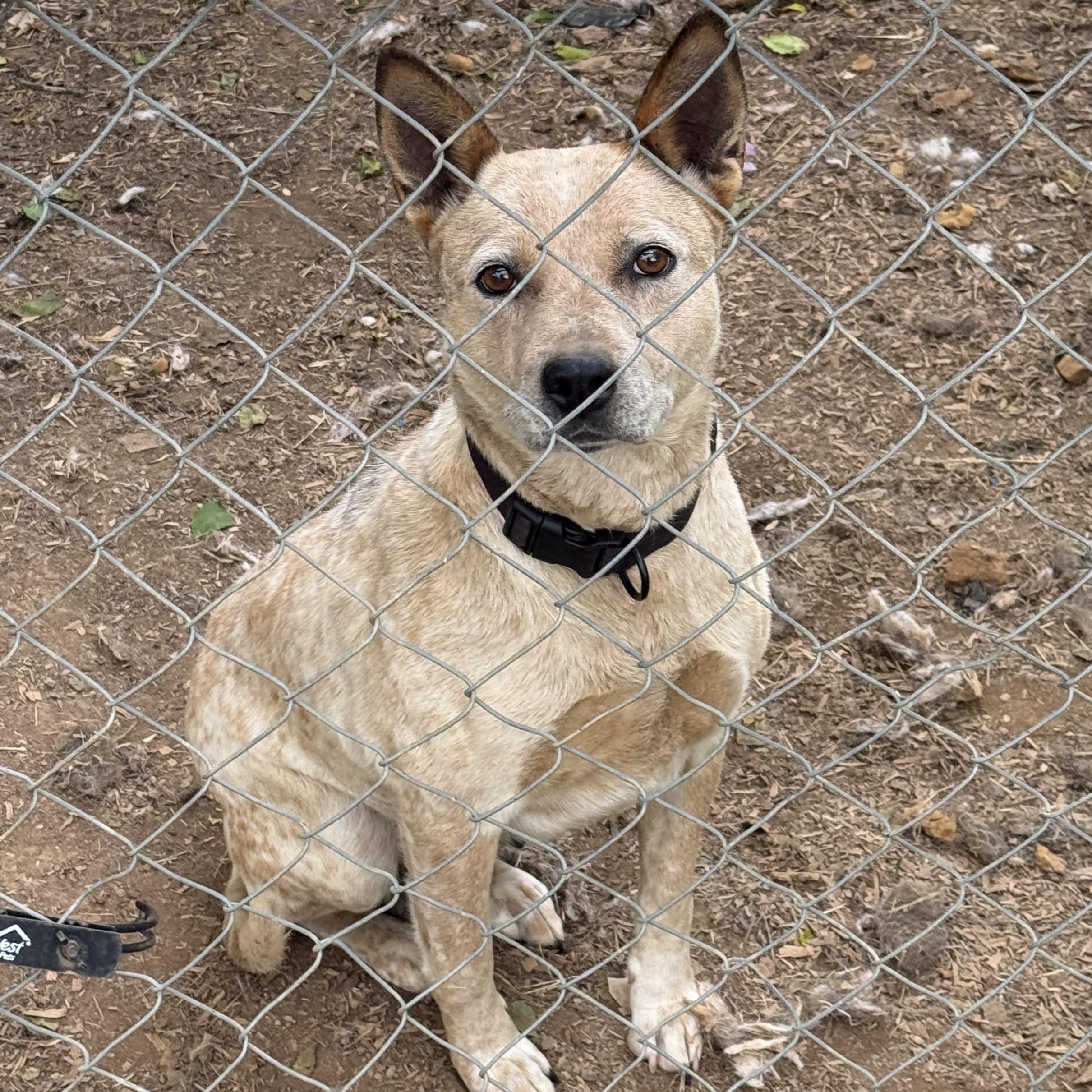 Enlarge Jelly Roll, a Adopted Australian Cattle Dog / Blue Heeler in Fries, VA image 3/3