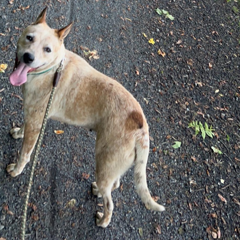 Enlarge Jelly Roll, a Adopted Australian Cattle Dog / Blue Heeler in Fries, VA image 2/3