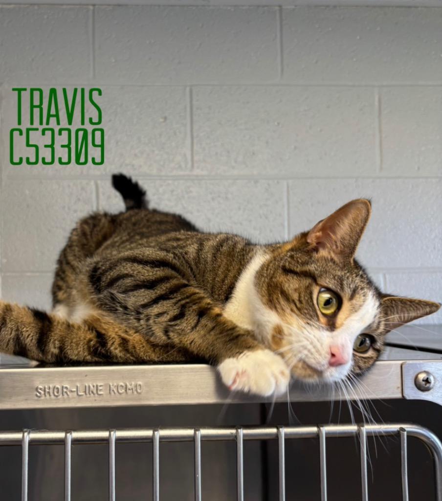Travis, Adoptable, Adult Male Domestic Short Hair.
