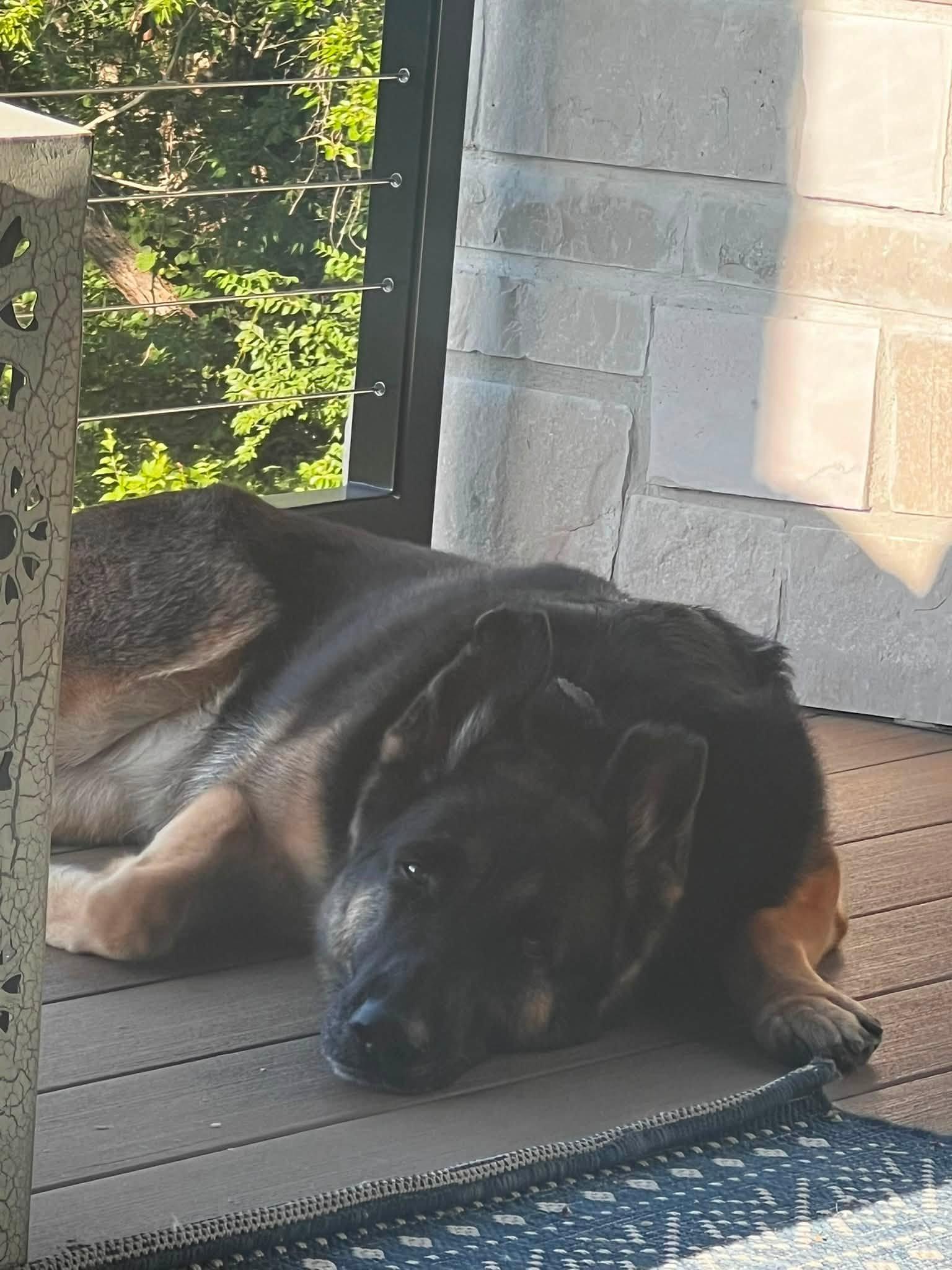 Kensley. Nka Leni, Adopted, Adult Female German Shepherd Dog.