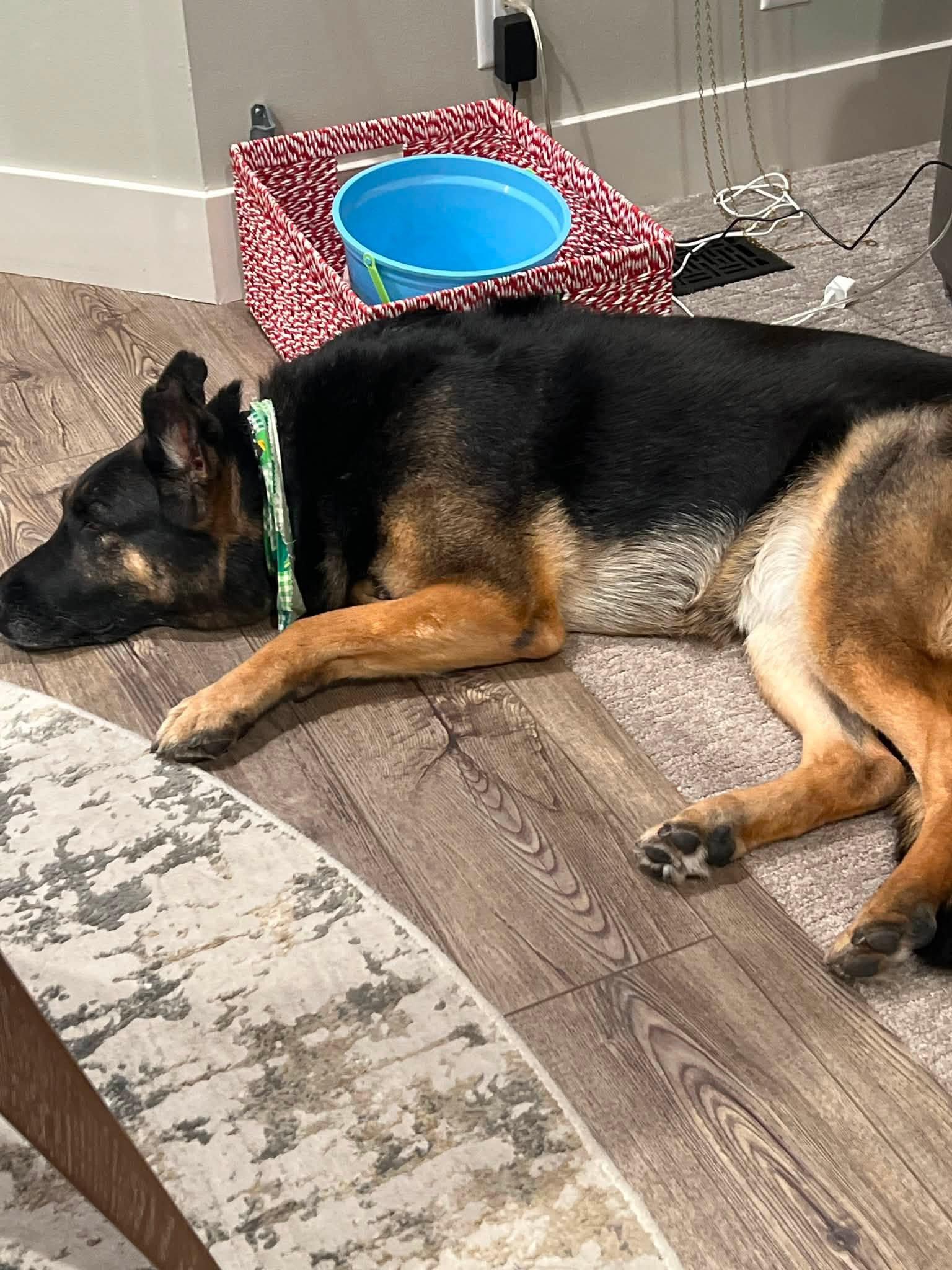 Enlarge Kensley. Nka Leni, a Adopted German Shepherd Dog in Gretna, NE image 2/3
