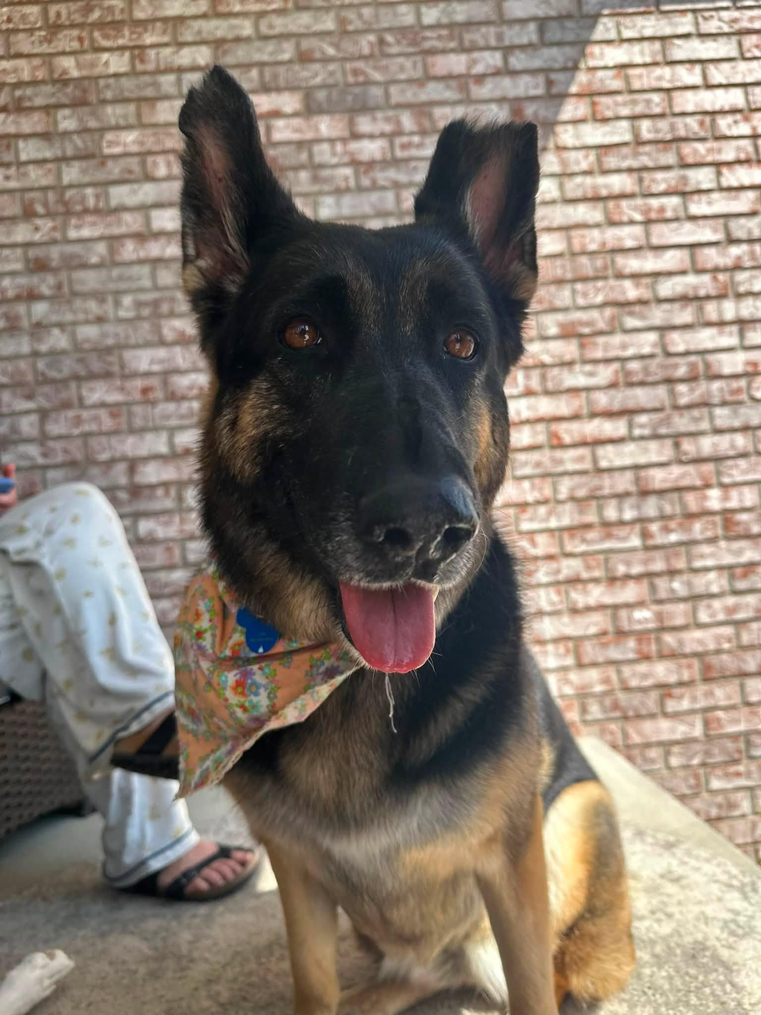 Enlarge Kensley. Nka Leni, a Adopted German Shepherd Dog in Gretna, NE image 3/3
